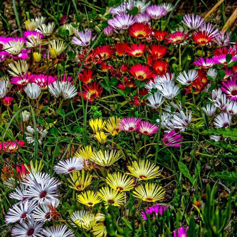 Mesembryanthemum, Ice Plant Mixed Color – Flower Seeds