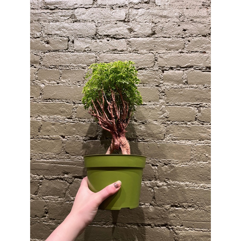 Ming Aralia ‘Gold’|6″ bonsai