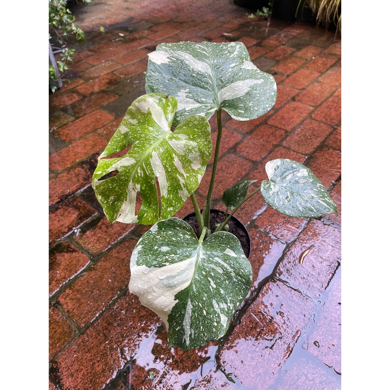 Monstera Thai Constellation|5″
