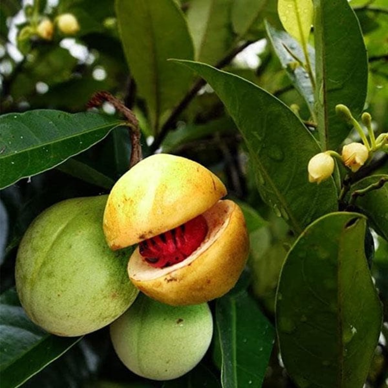Nutmeg, Jaifal, Jaiphal – Plant
