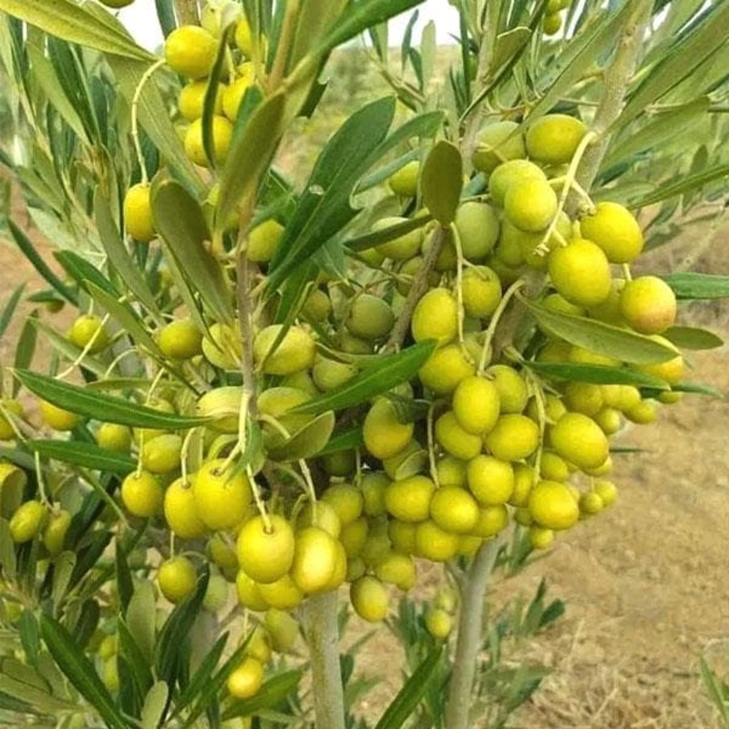 Olive, Jaitun – Plant