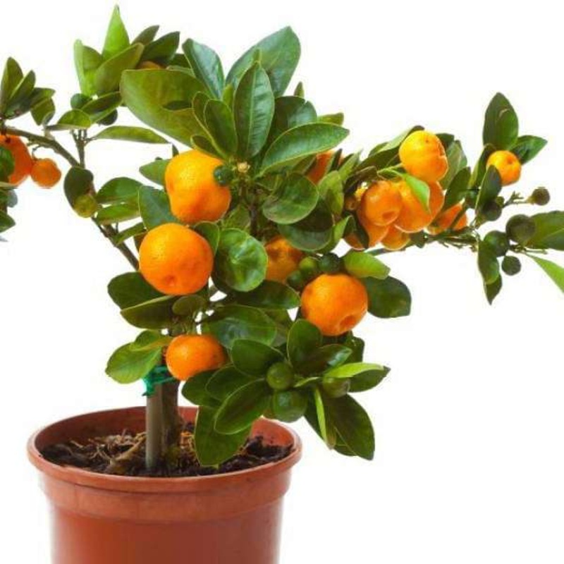 Orange Fruit, Santra – Plant