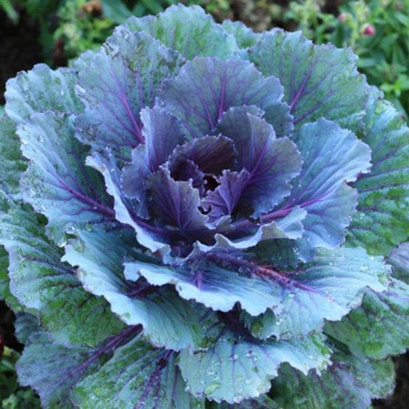 Ornamental Cabbage, Ornamental Kale (Blue) – Plant