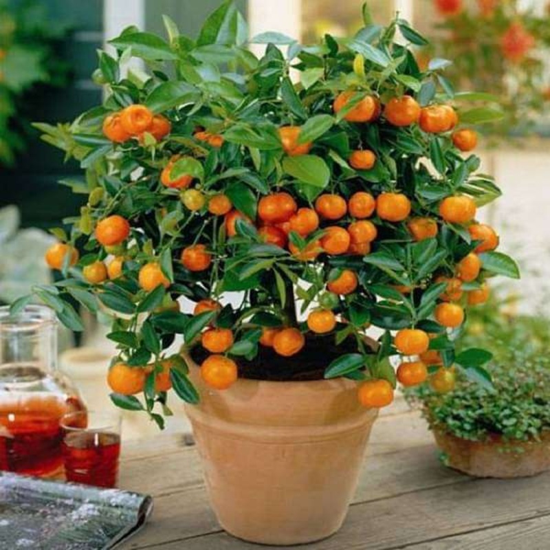 Ornamental Orange Fruit (Green Leaves) – Plant
