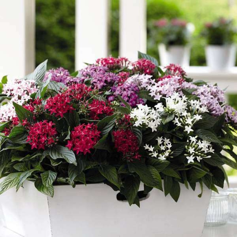Pentas (Any Color) – Plant