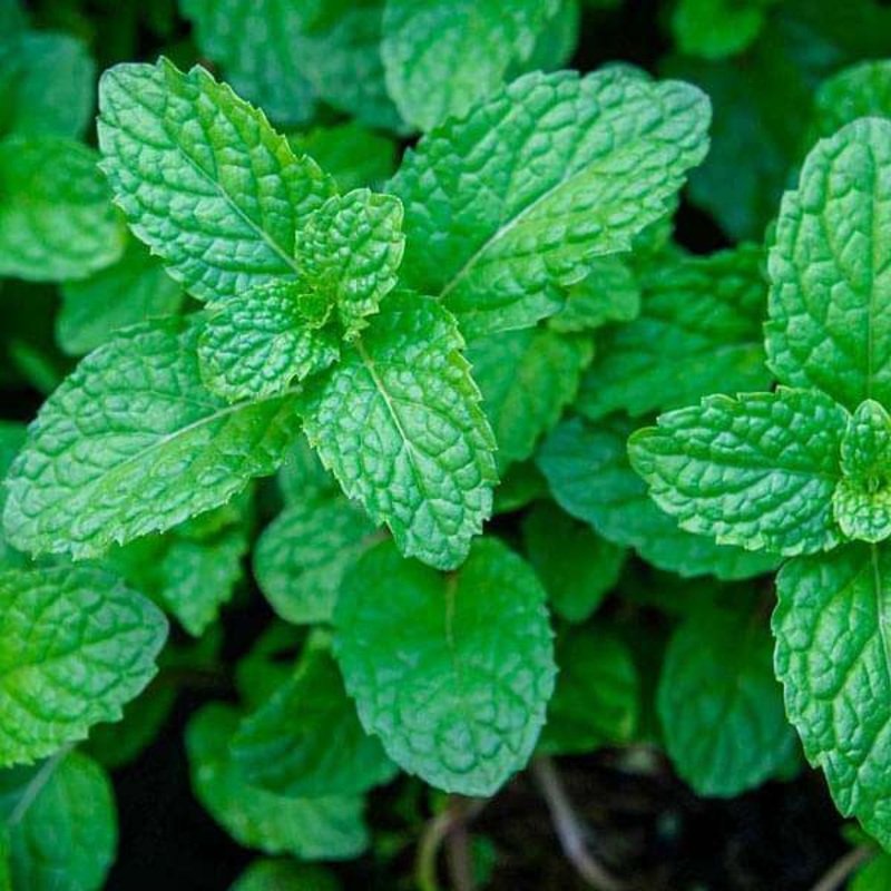 Peppermint – Herb Seeds