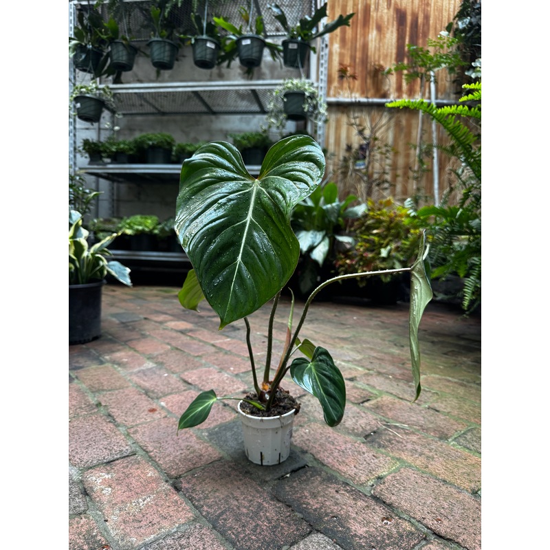 Philodendron Gloriosum|4″