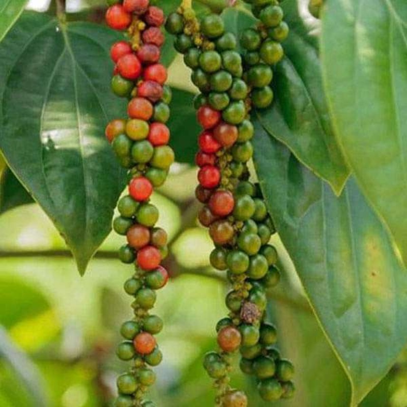 Piper nigrum, Kali Mirch – Plant