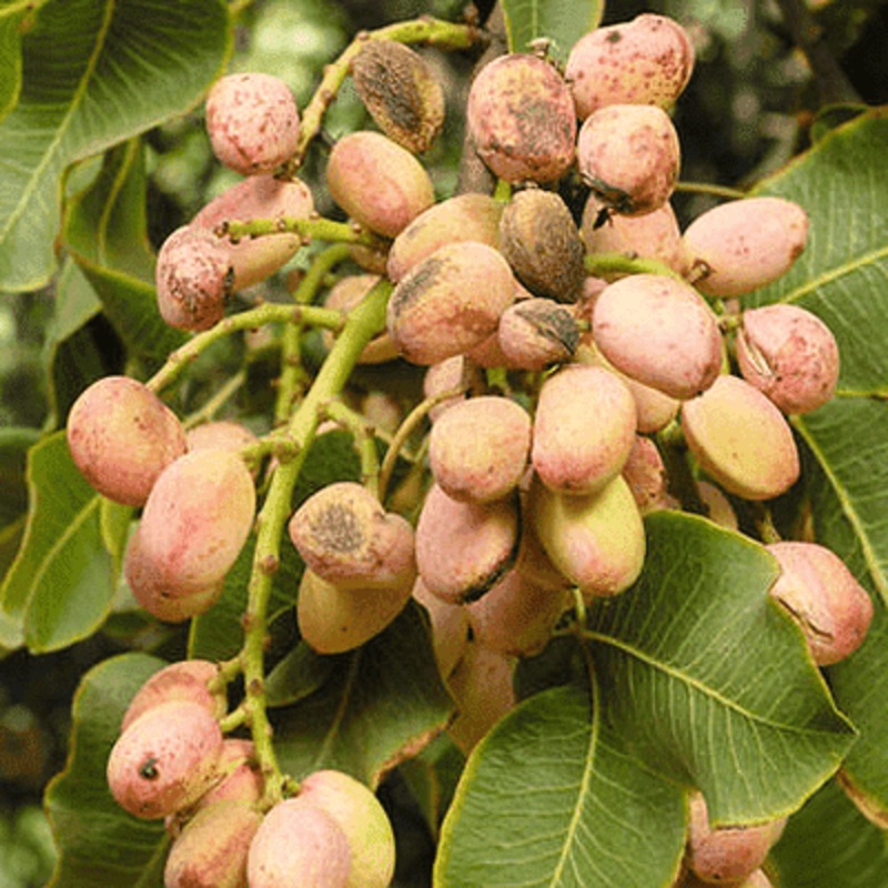 Pistachio, Pista Seeds – 0.5 kg Seeds