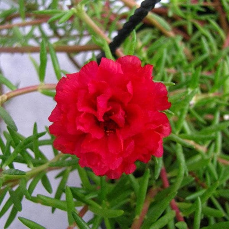Portulaca, 9 O Clock (Red) – Plant