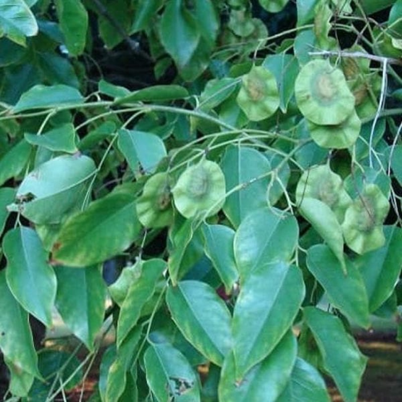 Pterocarpus Marsupium, Vijayasar – 0.5 kg Seeds