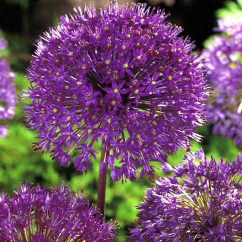 Purple Sensation Allium Bulbs|10-pack