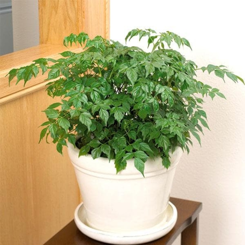 Radermachera, China Doll – Plant