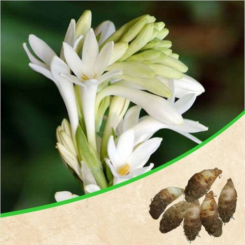 Rajnigandha, Tuberose – Bulbs (set of 10)