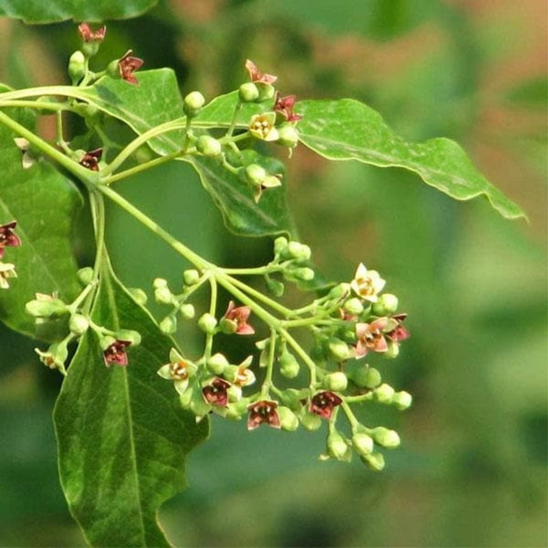 Red Sandalwood Tree, Chandan Tree – Plant