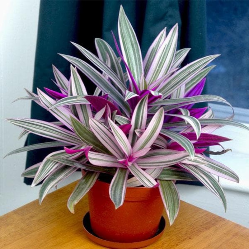 Rhoeo Plant, Rhoeo discolor (Tricolor, Variegated) – Plant