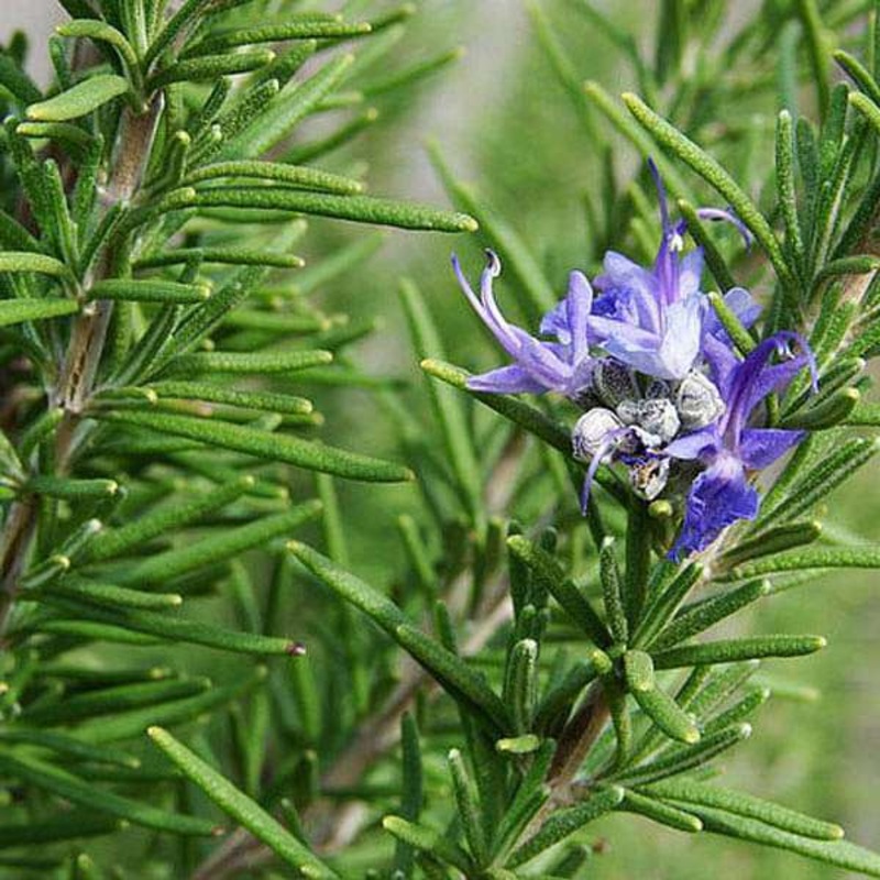 Rosemary – Herb Seeds