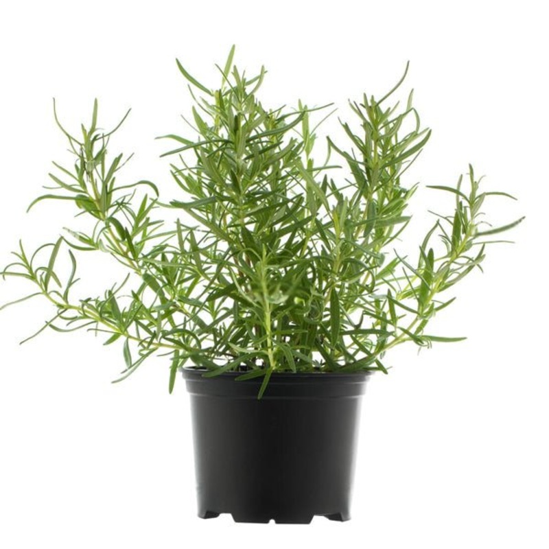 Rosemary – Plant