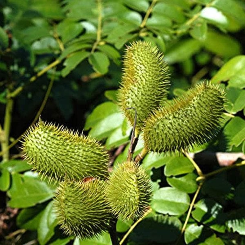 Sagargota, Fever Nut , Caesalpinia Bonduc – Plant