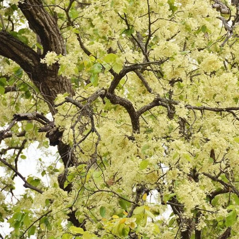 Sal tree, Shorea robusta – Plant