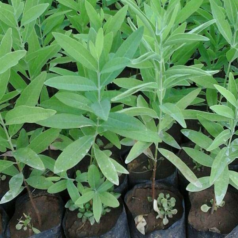 Sandal Wood White, Chandan White – 0.5 kg Seeds