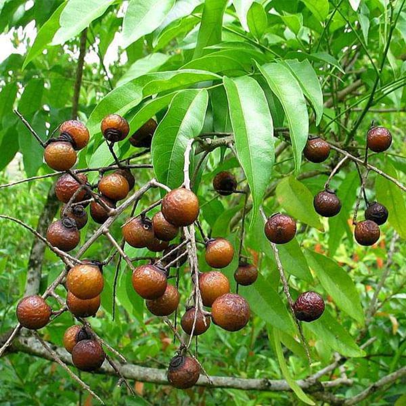 Sapindus Mukorossi, Ritha – Plant
