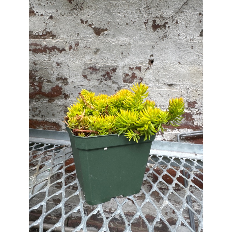 Sedum ‘Angelina’|4.5″