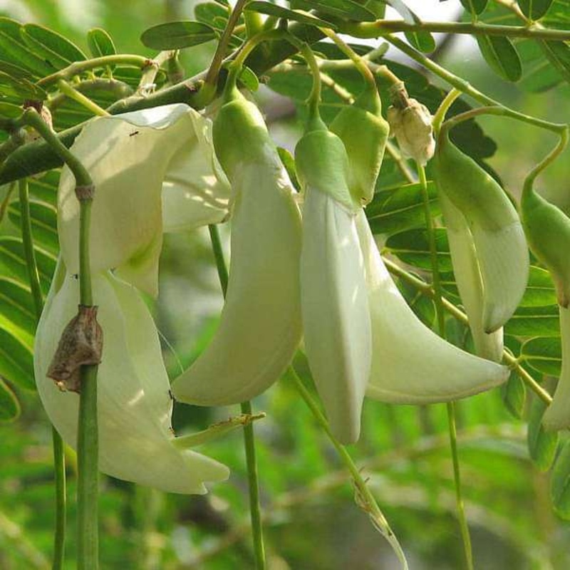 Sesbania grandiflora, Hummingbird tree – Plant