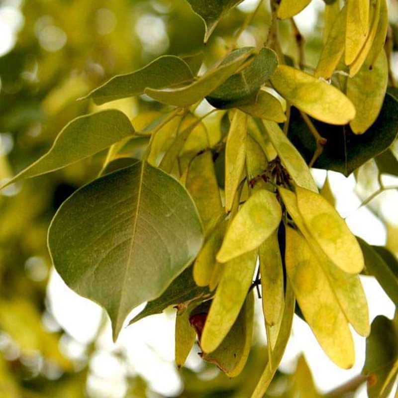 Sheesham, Sheesham Tree, Indian Rosewood Tree – Plant