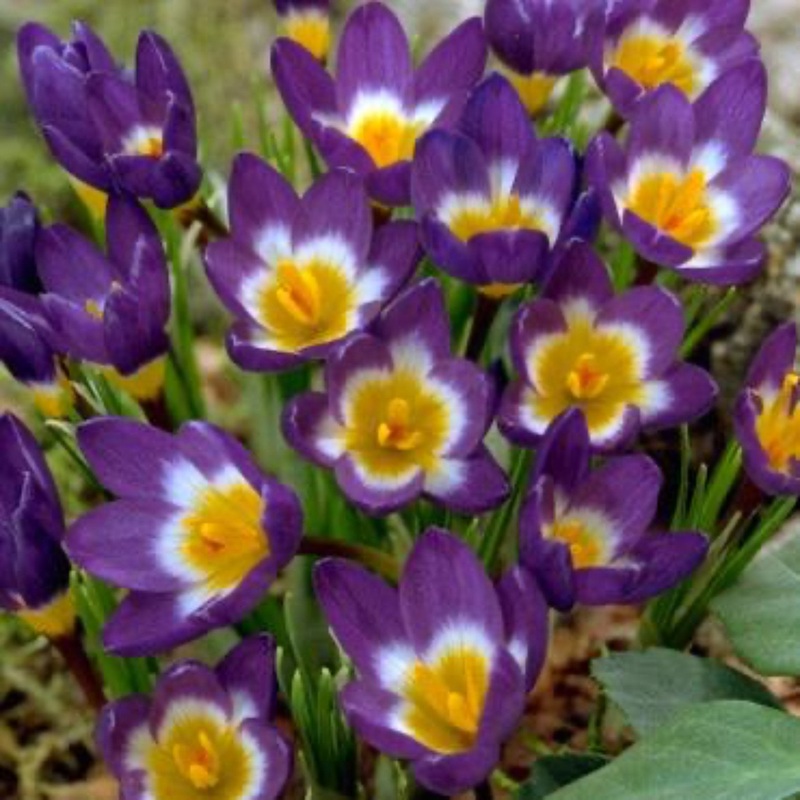 Sieberi Tricolor Crocus Bulbs|25-pack