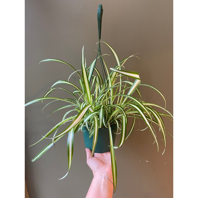 Spider Plant|6″