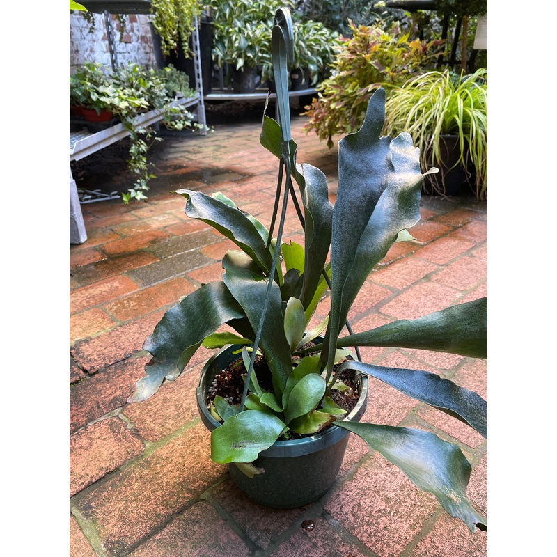 Staghorn Fern|8″ HB