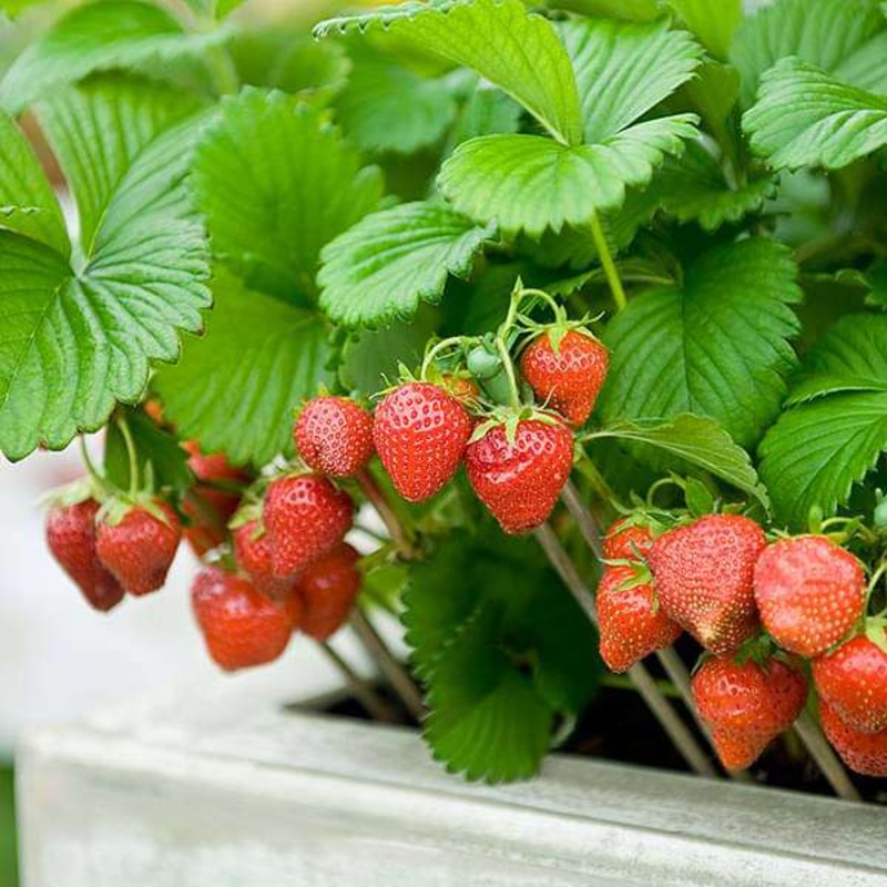 Strawberry – Fruit Seeds