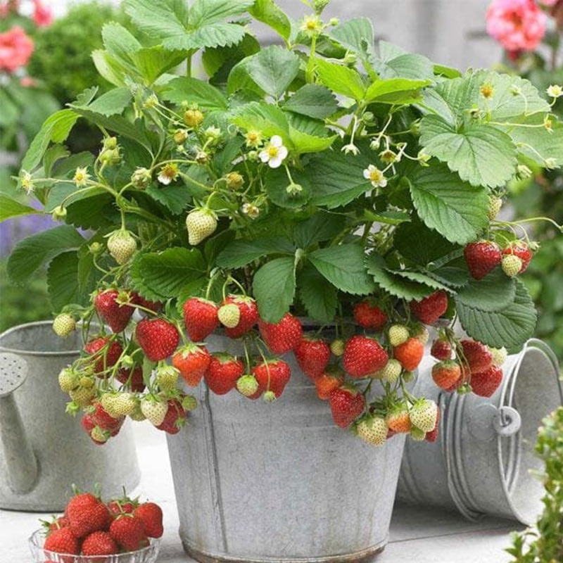 Strawberry – Plant