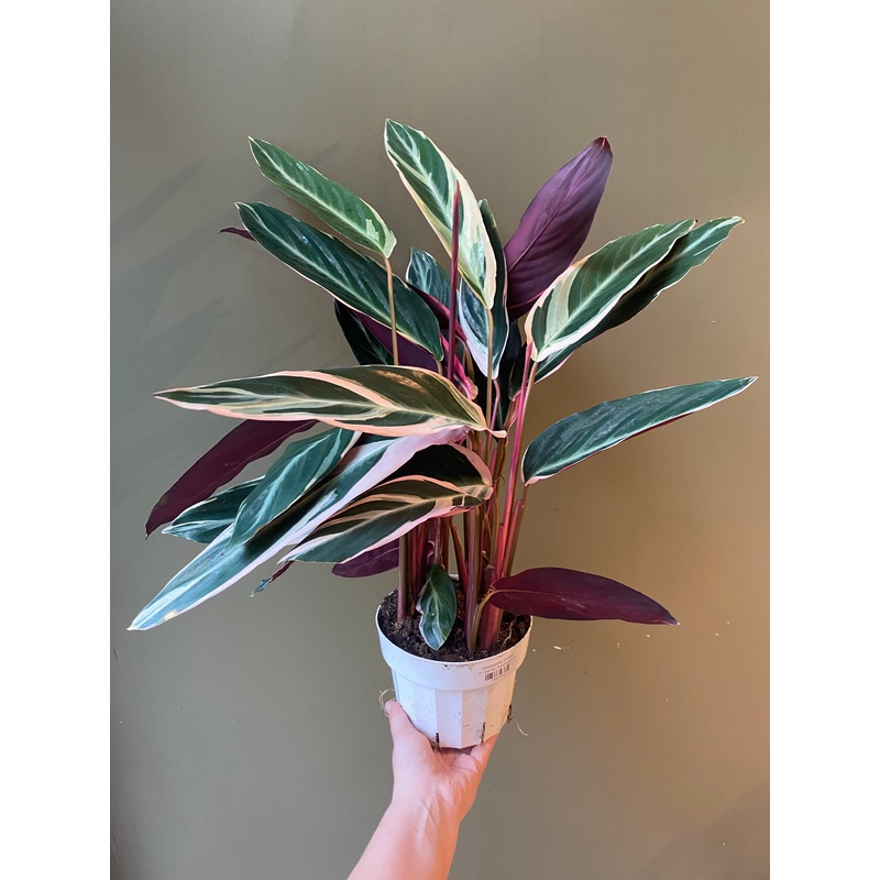 Stromanthe Triostar|6″