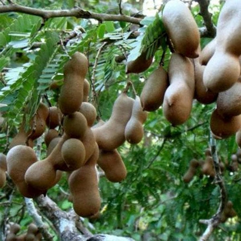 Tamarind, Imli, Tamarindus indica – Plant
