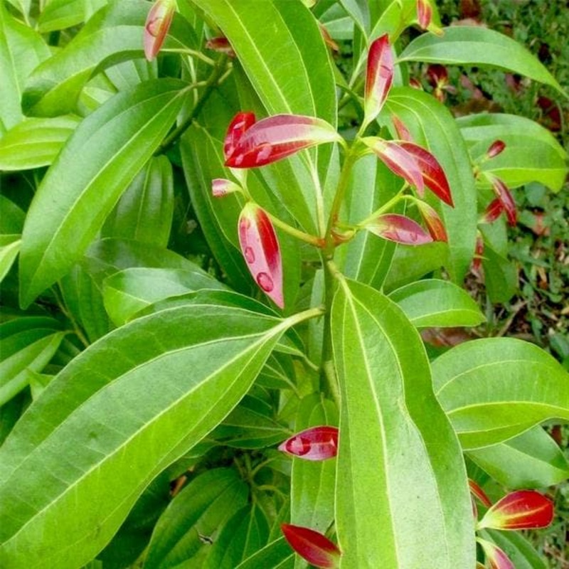 True Cinnamon, Bay Leaf, Tamala Patram – Plant