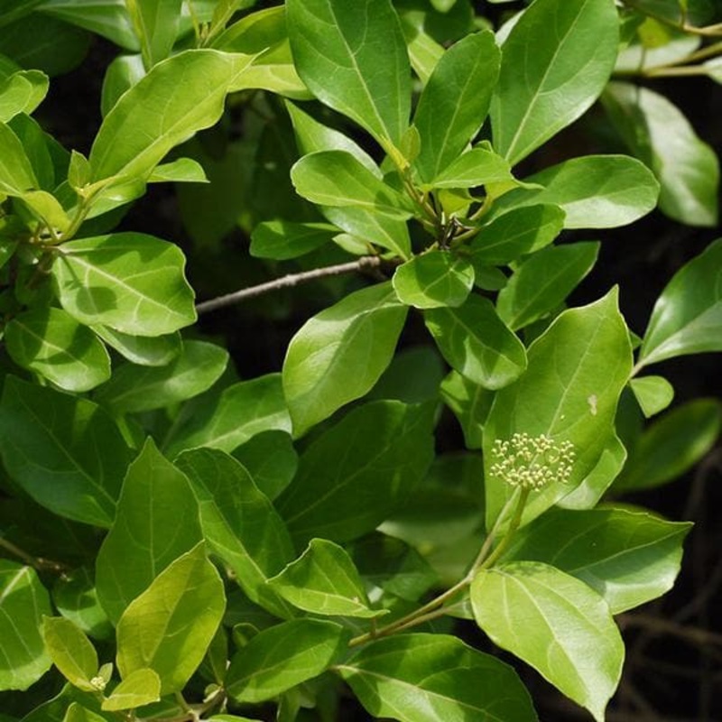 Vaijayanti – Plant