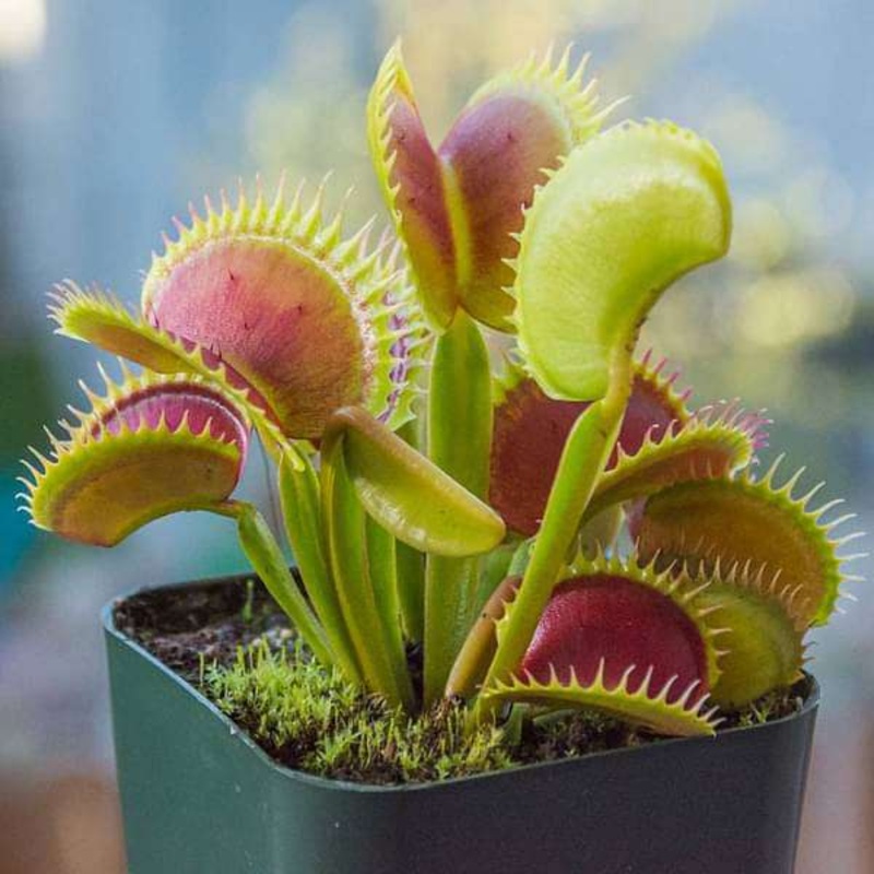 Venus Flytrap, Dionaea muscipula – Plant