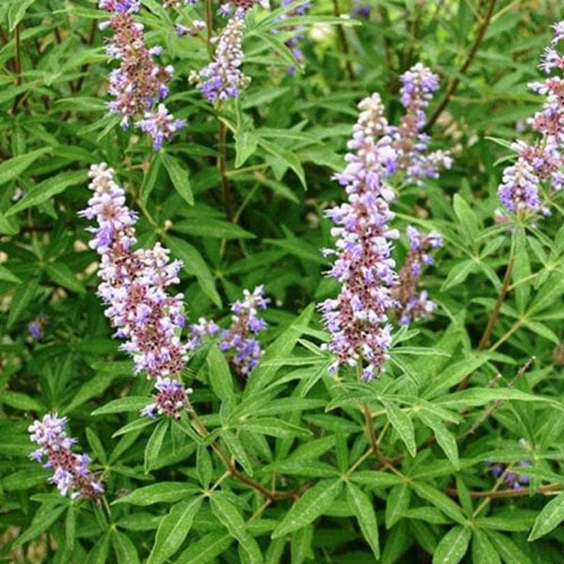 Vitex negundo, Nirgundi – Plant