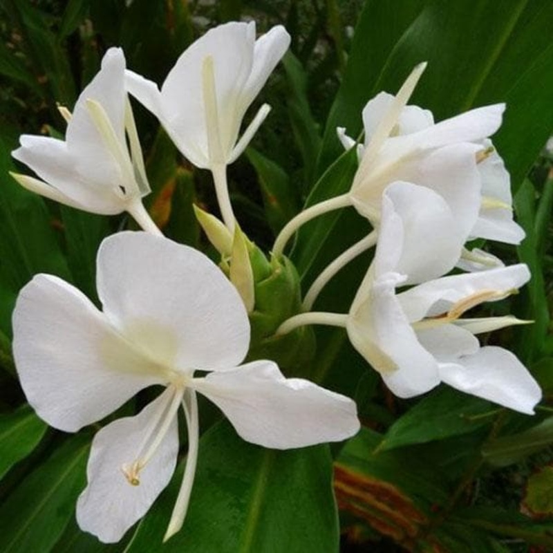 White Ginger Lily, Sontakka – Plant