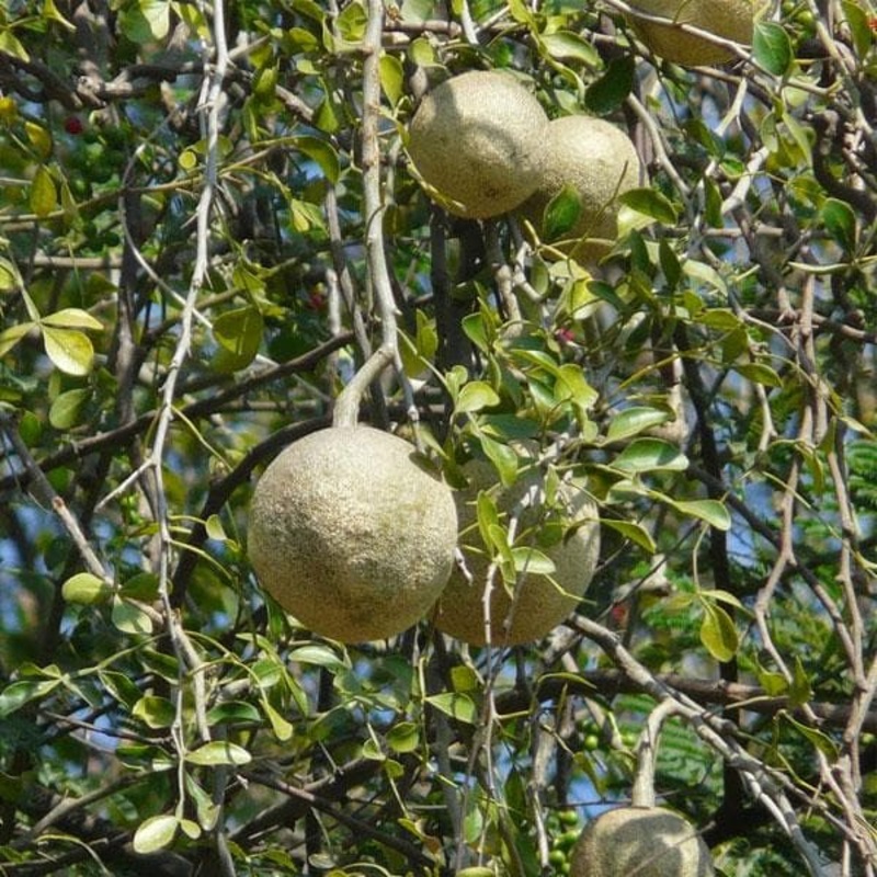 Wood apple, Kavath – Plant