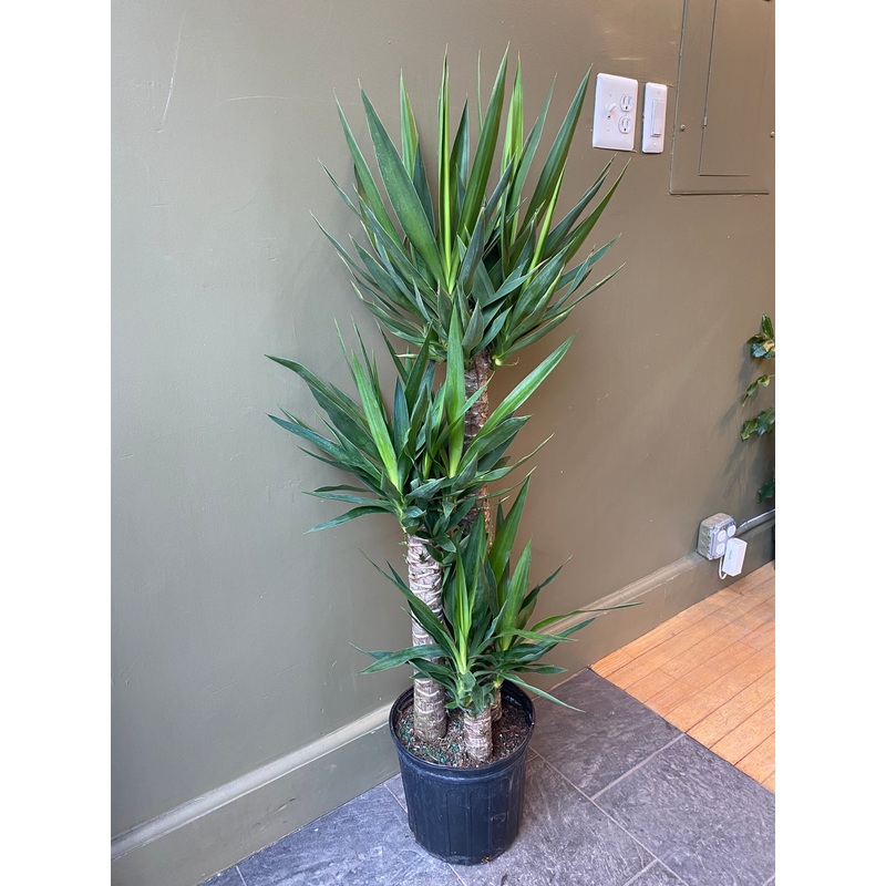 Yucca|10″|4ft