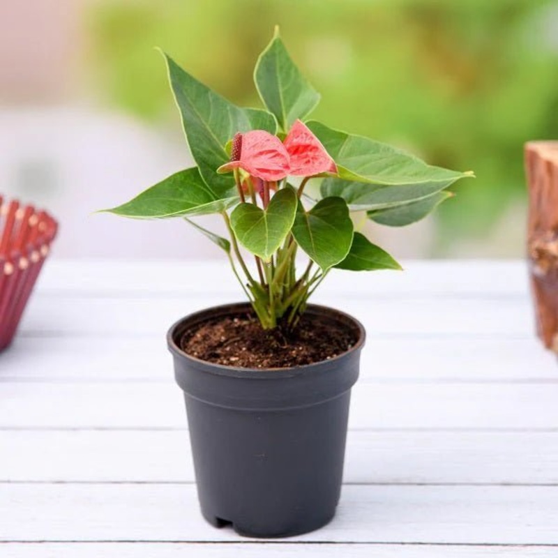 Anthurium (Pink) – Plant