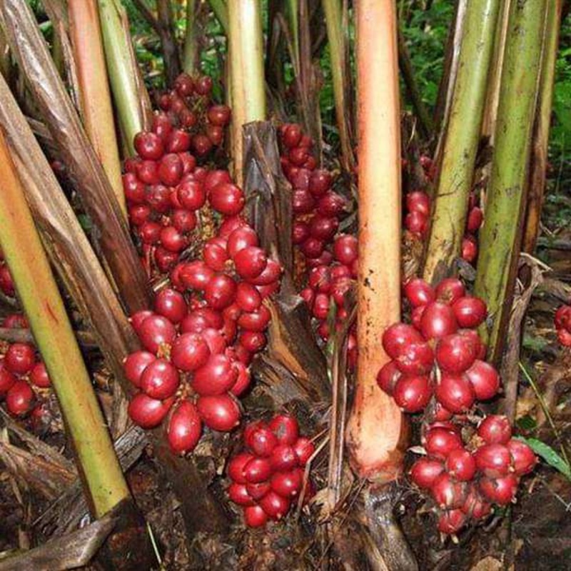 Badi Elaichi, Black Cardamom – Plant
