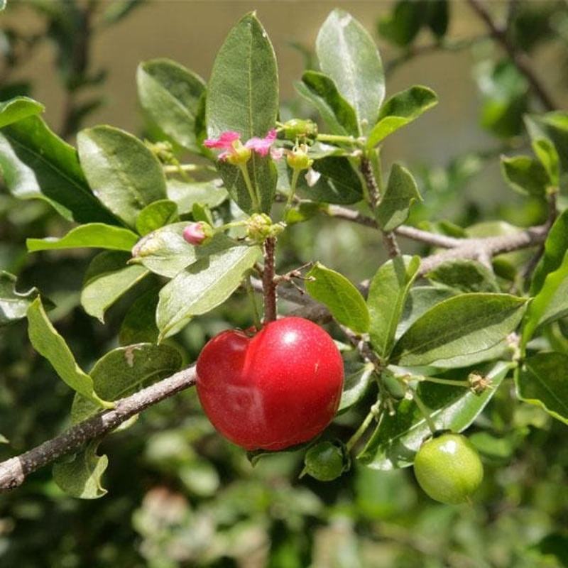 Barbados cherry tree, Malpighia emarginata – Plant