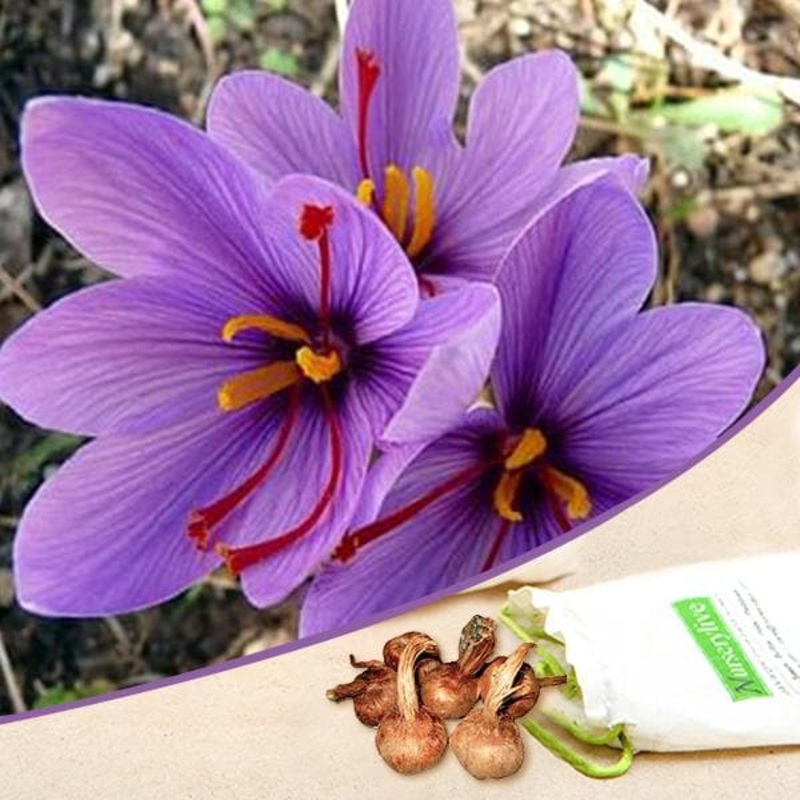 Crocus sativus, Kesar, Saffron – Bulbs (set of 5)