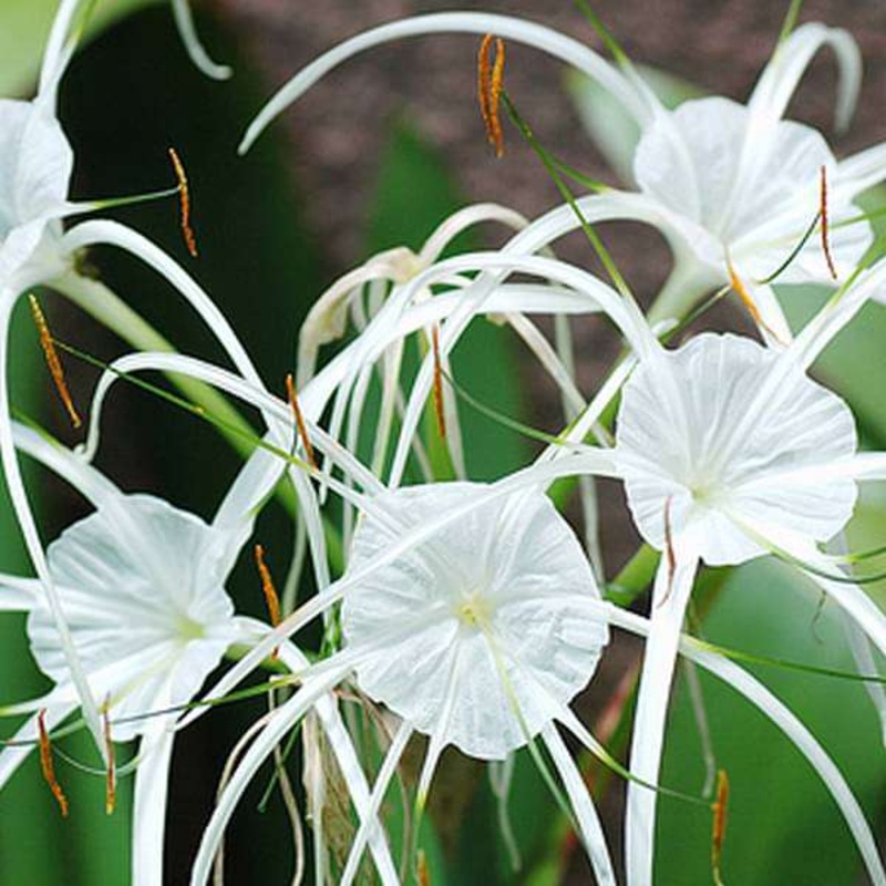 Hymenocallis littoralis, Spider Lily (White) – Bulb (set of 5)