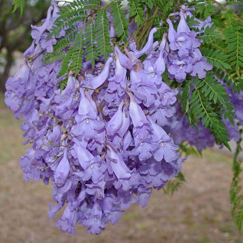 Neel Mohar, Jacaranda Mimosifolia – Plant
