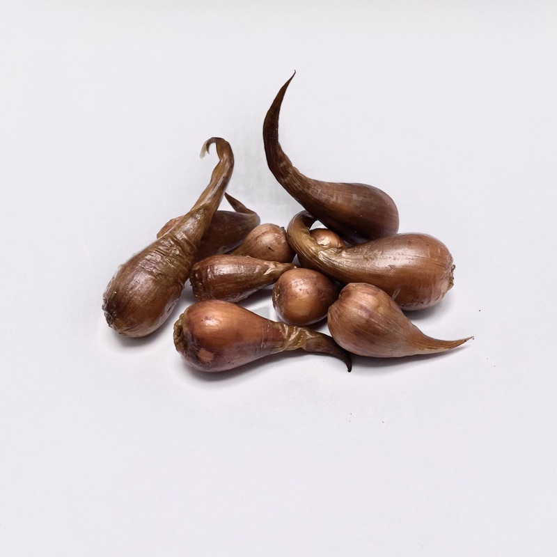 Oxalis palmifrons (Bulb Form) – 10 Bulbs